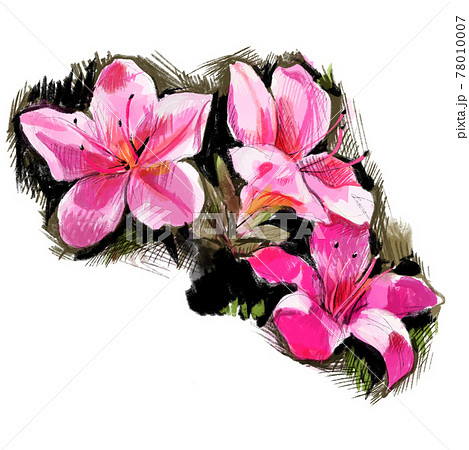手書きスケッチ ツツジのイラストのイラスト素材 [78010007] - PIXTA