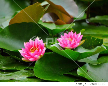 睡蓮6 赤 睡蓮6 赤 78010020