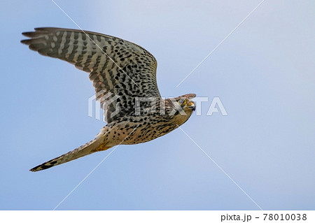 青空バックに忙しく飛び回る繁殖期のチョウゲンボウ メス 78010038