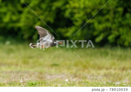 グリーンバックに餌を咥えて飛ぶムクドリ 78010039