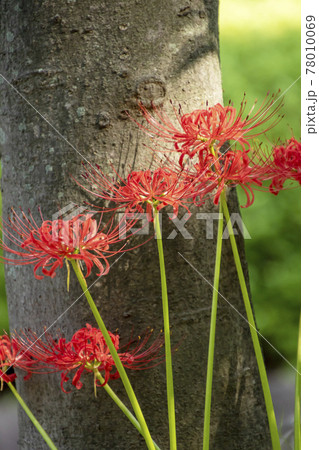 木陰にひっそり咲く彼岸花の秋風景-4 木陰にひっそり咲く彼岸花の秋風景-4 78010069
