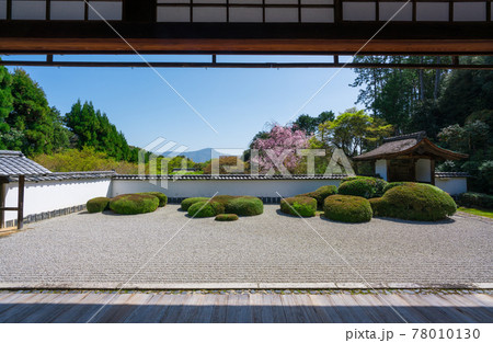 京都　正伝寺の枯山水庭園と桜　 78010130