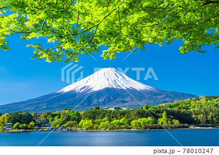 《山梨県》富士山と新緑・河口湖湖畔 《山梨県》富士山と新緑・河口湖湖畔 78010247