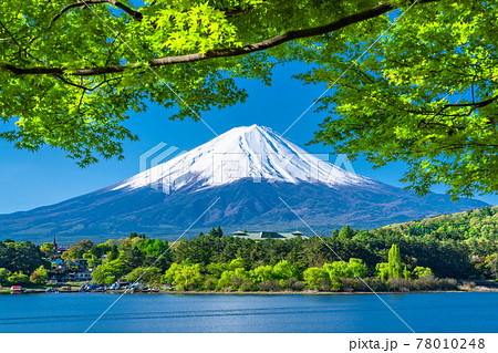《山梨県》富士山と新緑・河口湖湖畔 《山梨県》富士山と新緑・河口湖湖畔 78010248