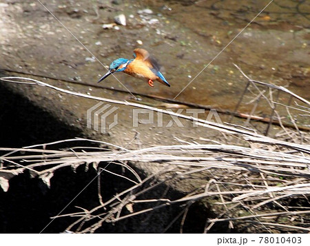 青い鳥飛んだ!(河岸から飛び立ったオスのカワセミ) 青い鳥飛んだ!(河岸から飛び立ったオスのカワセミ) 78010403