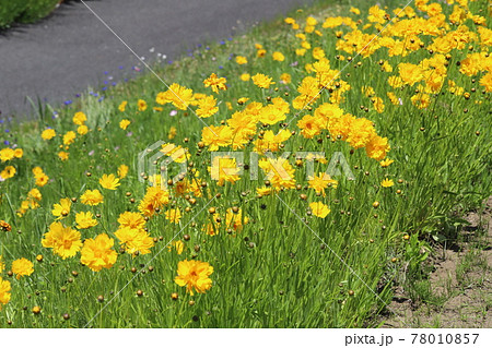 春の野原に咲くオオキンケイギクの黄色い花 春の野原に咲くオオキンケイギクの黄色い花 78010857