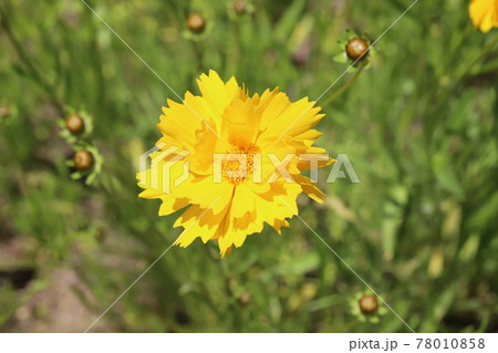 春の野原に咲くオオキンケイギクの黄色い花 春の野原に咲くオオキンケイギクの黄色い花 78010858