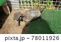 仲良く甲羅干しをするニホンイシガメ 78011926