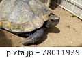 大きなメスのニホンイシガメ 78011929