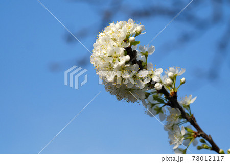 青空にスモモの花の写真素材 青空にスモモの花の写真素材