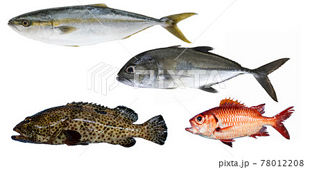 海の魚　ブリ　ヒトミハタ　アカマツカサ　ギンガメアジ　銀紙鯵　Caranx sexfasciatus 78012208