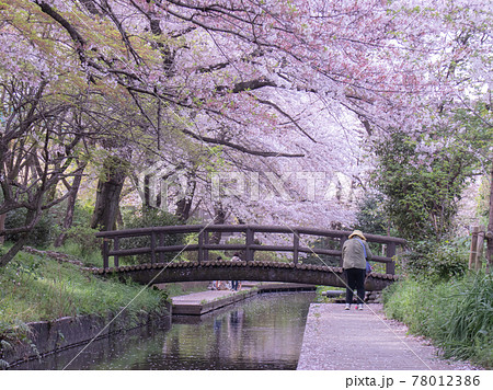 二ヶ領用水に咲く桜 二ヶ領用水に咲く桜 78012386