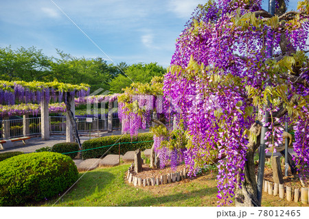 ふじの咲く丘〈群馬県藤岡市〉 ふじの咲く丘〈群馬県藤岡市〉 78012465