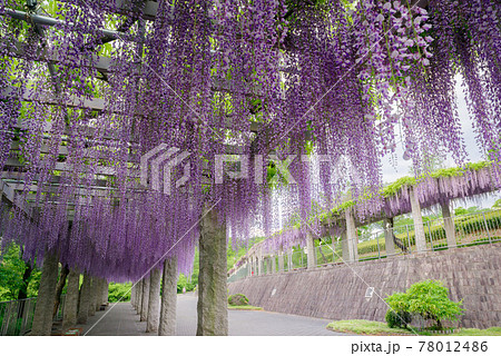 ふじの咲く丘〈群馬県藤岡市〉 78012486