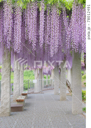 ふじの咲く丘〈群馬県藤岡市〉 ふじの咲く丘〈群馬県藤岡市〉 78012491