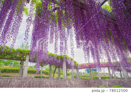 ふじの咲く丘 群馬県藤岡市 の写真素材 ふじの咲く丘 群馬県藤岡市 の写真素材