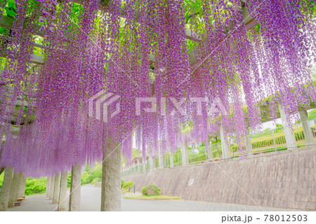 ふじの咲く丘〈群馬県藤岡市〉 ふじの咲く丘〈群馬県藤岡市〉 78012503