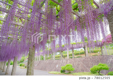ふじの咲く丘 群馬県藤岡市 の写真素材 ふじの咲く丘 群馬県藤岡市 の写真素材