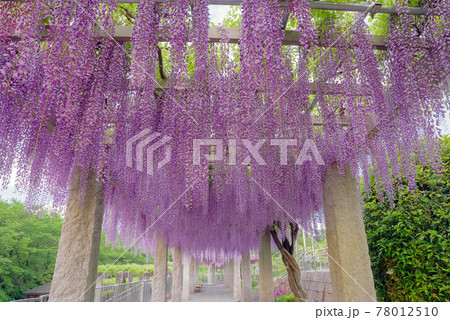 ふじの咲く丘 群馬県藤岡市 の写真素材 ふじの咲く丘 群馬県藤岡市 の写真素材
