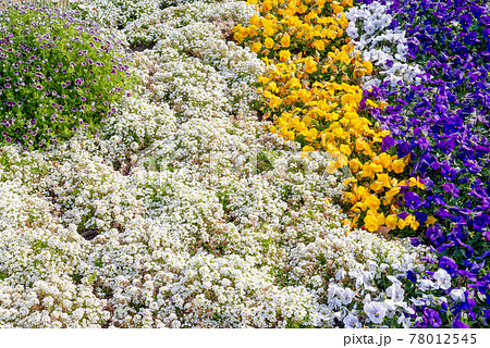ふじの咲く丘〈群馬県藤岡市〉 78012545