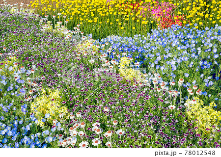 ふじの咲く丘〈群馬県藤岡市〉 78012548