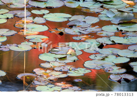 初夏の黒沢湿原の池面 初夏の黒沢湿原の池面 78013313