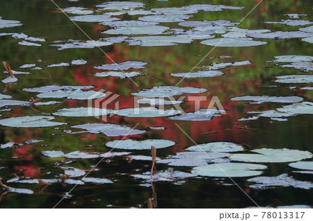 黒沢湿原の池と羊草 黒沢湿原の池と羊草 78013317