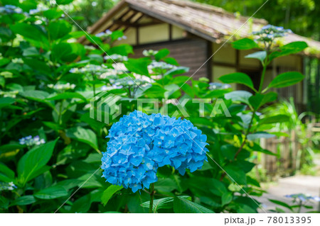府中郷土の森公園の紫陽花 78013395