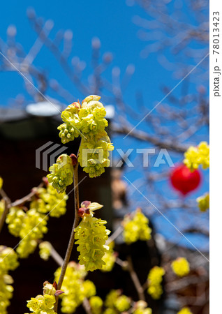 花 植物 種 78013423