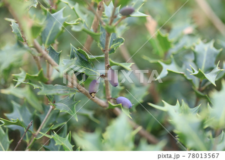 ヒイラギ 78013567