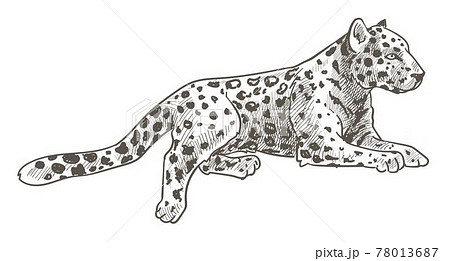 Leopard animal laying, calm cheetah with tail Leopard animal laying, calm cheetah with tail 78013687