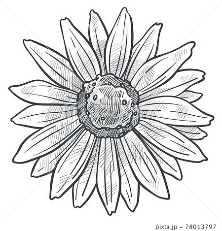 Chamomile flower in bloom monochrome sketch vector 78013797