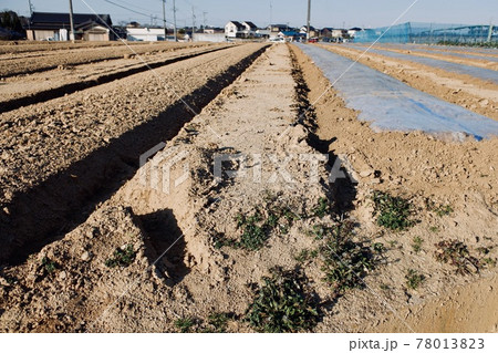 種まきのための畝 78013823