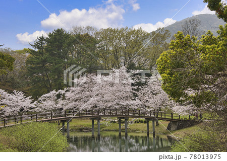 三重県伊勢市　五十鈴川と伊勢神宮（内宮）周辺の桜 78013975