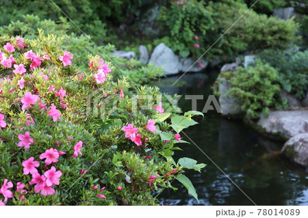 池のほとりに咲く花 池のほとりに咲く花 78014089