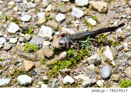 初夏のイモリ(井守) 初夏のイモリ(井守) 78014617
