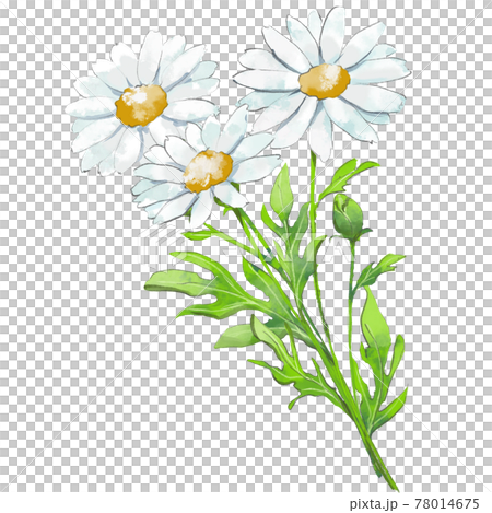 瑪格麗特的花束 78014675