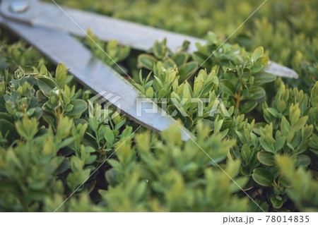 Sharp hedge shears are on an overgrown green bush, on backyard. Landscaping garden, clipping hedge in summer. Sunny day. Close up Sharp hedge shears are on an overgrown green bush, on backyard. Landscaping garden, clipping hedge in summer. Sunny day. Close up 78014835