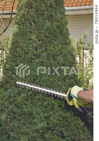 Hands of unknown man in gloves are trimming the overgrown green thuja with electric hedge trimmer on backyard of his country house. Close up Hands of unknown man in gloves are trimming the overgrown green thuja with electric hedge trimmer on backyard of his country house. Close up 78014844