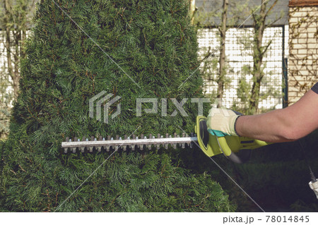 Hands of unknown gardener in gloves are trimming overgrown green thuja with hedge trimmer on sunny backyard. Worker landscaping garden. Close up Hands of unknown gardener in gloves are trimming overgrown green thuja with hedge trimmer on sunny backyard. Worker landscaping garden. Close up 78014845