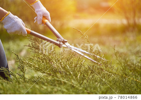 Hands of gardener in white gloves are trimming the overgrown green shrub using hedge shears on sunny backyard. Worker landscaping garden. Close up Hands of gardener in white gloves are trimming the overgrown green shrub using hedge shears on sunny backyard. Worker landscaping garden. Close up 78014866