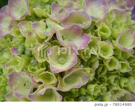 蕾が開き 咲き始めたアジサイの花の写真素材