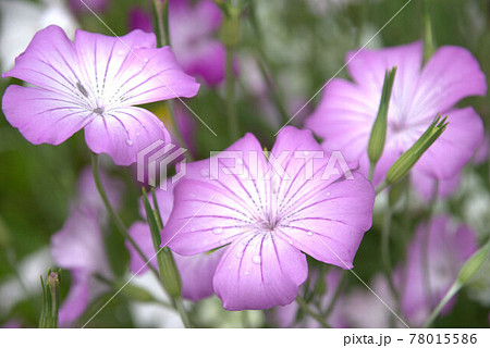 アグロステンマの庭 78015586