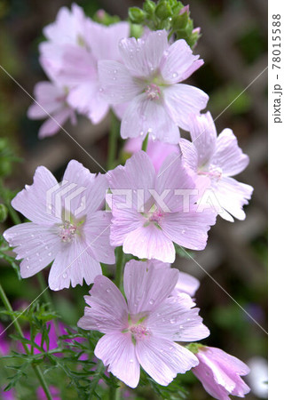 満開のムスクマロウ1 満開のムスクマロウ1 78015588