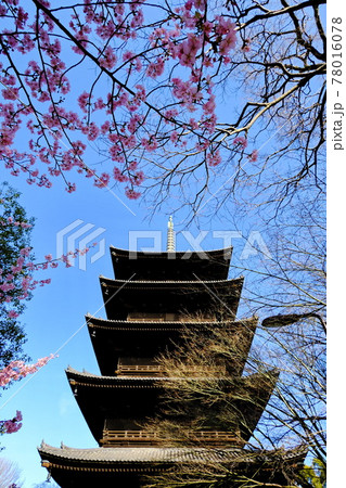 京都の世界遺産 東寺 五重塔と河津桜 京都の世界遺産 東寺 五重塔と河津桜 78016078