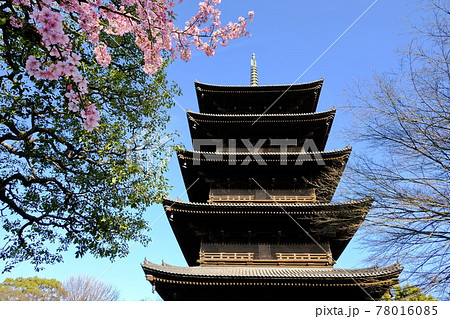 京都の世界遺産 東寺 五重塔と河津桜の写真素材