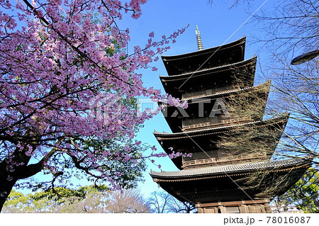 京都の世界遺産 東寺 五重塔と河津桜 78016087