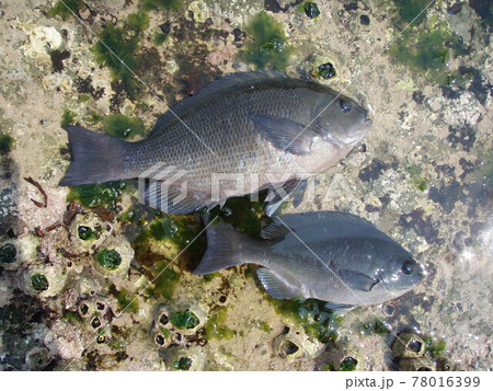 日本の磯釣り釣果のクチブトメジナ＆オナガメジナを2尾並べた写真 78016399