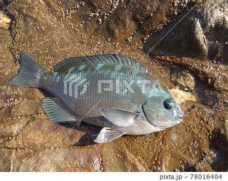 木っ端グレサイズのクチブトメジナ 78016404