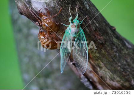 【虫・昆虫】セミ アブラゼミの羽化 脱皮 【虫・昆虫】セミ アブラゼミの羽化 脱皮 78016556